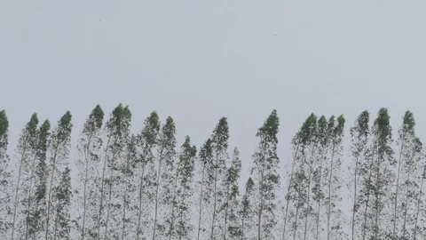 Strong wind blowing eucalyptus trees tropical storm climate, 4k Stock Footage 108721903