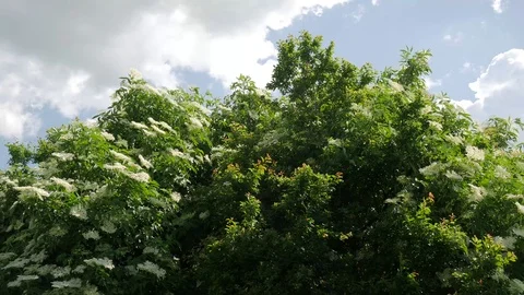Strong wind blowing the flowering elder tree Stock Footage 109526072