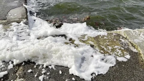 Strong Wind Blowing Foam Onto Park Pond Shoreline Video stock 330913732