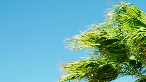 A strong wind is blowing the green branches of a palm tree against the blue sky. Stock Footage 341916829
