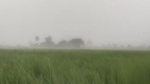 Strong Wind Blowing Green Rice Field During Heavy Rainstorm Stock Footage 345360961