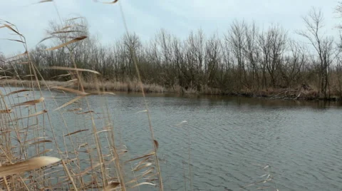 Strong wind blowing at lake, moving plants, trees and bushes; no people; Stock Footage 61014815
