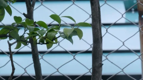 Strong wind blowing leaves Stock Footage 94584178