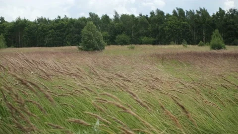 Strong wind blowing in meadow Stock Footage 158626353