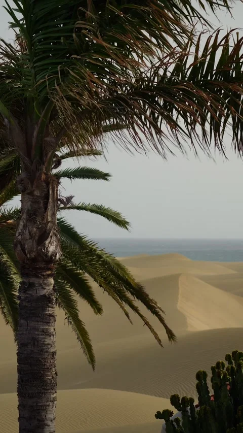 Strong wind blowing palm trees during a sandstorm over desert dunes Video stock 330050144