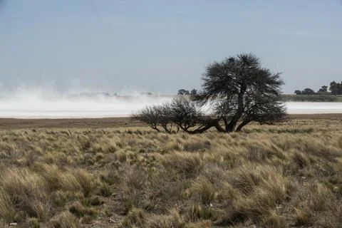 Strong wind blowing in a salt flat in La Pampa province, Patagonia, Argentina Stock Photos