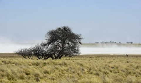 Strong wind blowing in a salt flat in La Pampa province, Patagonia, Argentina 库存照片