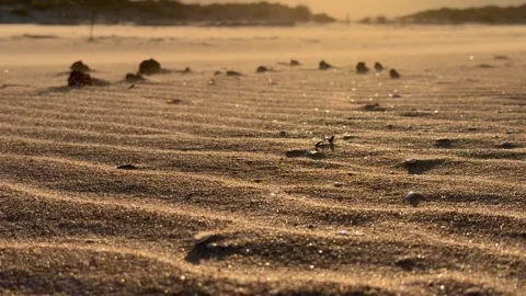 Strong wind blowing sand on a beach at sunset Stock Footage 342646321