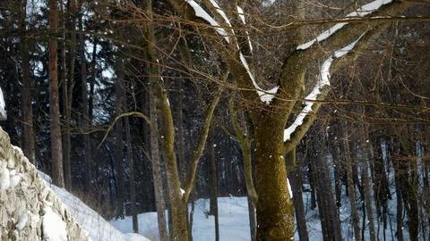 Strong wind blowing snow from tree branches in winter forest at mountains Stock Photos