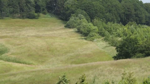 Strong wind blowing through grassy hills and forest 스톡 동영상 338233472