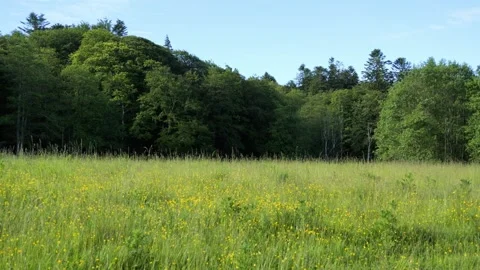 Strong wind blowing through green meadow and forest trees 動画素材 337736160