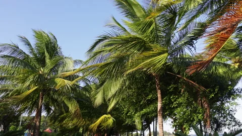 Strong wind blowing through green palm trees Video stock 338340349