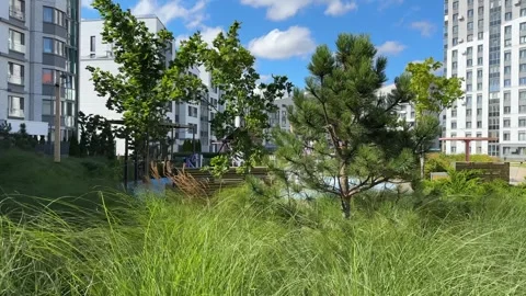 Strong wind blowing through green trees and tall grass in modern residentia.. Stock Footage 345524462