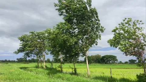 Strong Wind Blowing Through Green Trees And Rice Field Under Stormy Sky 4K Stock Footage 345893430