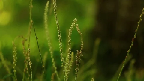 Strong wind blowing through paddy field Stock Footage 108125871