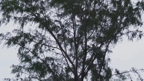Strong wind blowing through pine tree branches before a storm Video stock 340183276