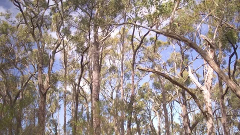 Strong wind blowing through the trees in forest Stock Footage 76097014