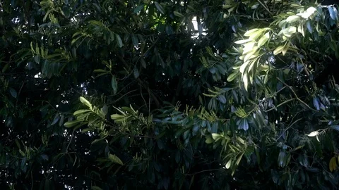 Strong wind blowing through trees Stock-Footage 104406869