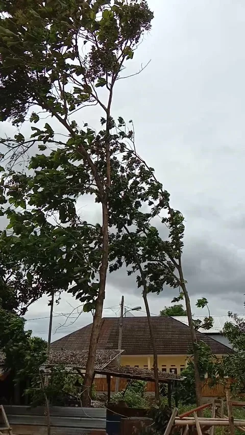 Strong Wind Blowing Through Trees, Branches Swaying in Storm Stock Footage 295529273