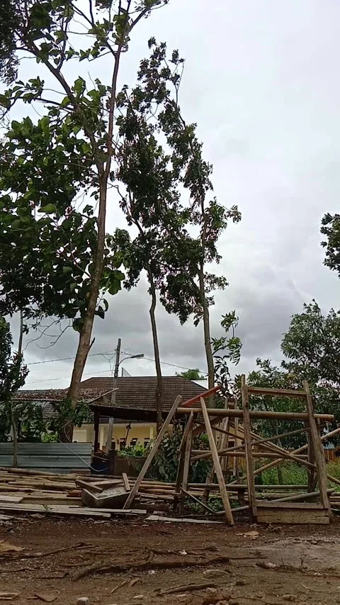 Strong Wind Blowing Through Trees, Stock Footage 295529350