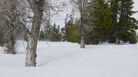 Strong wind blowing through trees. Shot in 4K Vídeos de archivo 331156754