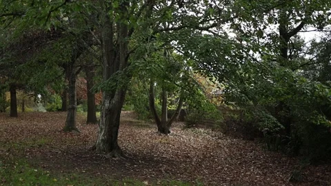 Strong wind blowing through trees in autumn park Stockbeeldmateriaal 336520833