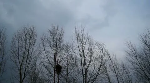 Strong Wind Blowing The Tops Of Trees Stock Footage 10961141