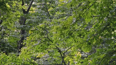 Strong wind blowing tree branches in Summer woodland, Vintage (4K) Video Stock Footage 282826133