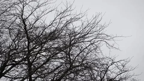 Strong wind blowing a tree in winter. Vidéo 294997038