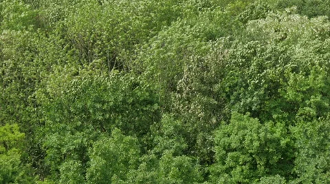 From the strong wind blowing trees - 4k downscaling Stock Footage 37926606