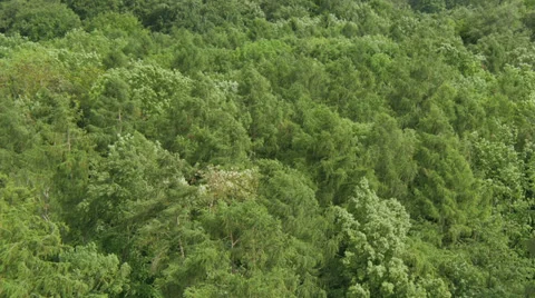 From the strong wind blowing trees - 4k downscaling Stock Footage 37926627