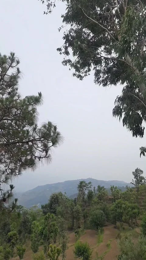 Strong Wind Blowing Trees During Storm. Video stock 316826622