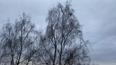 Strong Wind Blowing Trees Under Cloudy Sky 動画素材 331464286