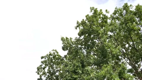 Strong wind blowing treetop. Stock Footage 138125671