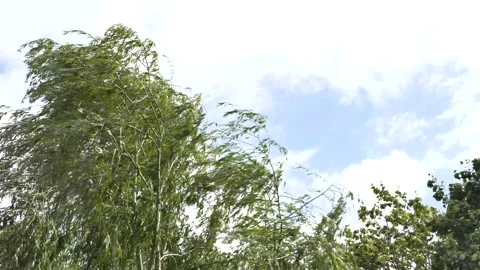 Strong wind blowing treetop. Stock Footage 138125758