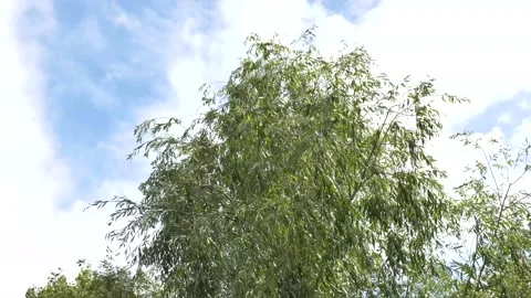 Strong wind blowing treetop. Stock Footage 138168545