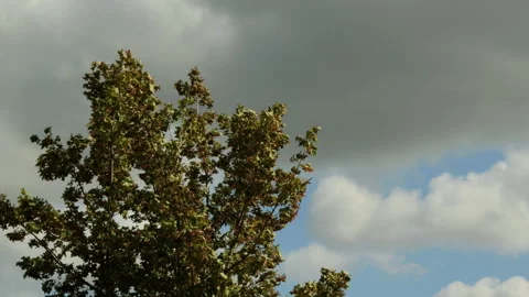 Strong wind blowing treetop leaves before storm 库存影片 343856701
