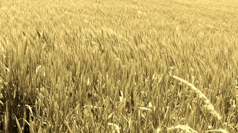 Strong wind blowing at wheat field Stock Footage 34385344