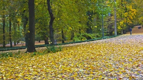 Strong wind blowing yellow autumn leaves off trees in a Lazienki park, Warsaw. Stock Footage 346539588