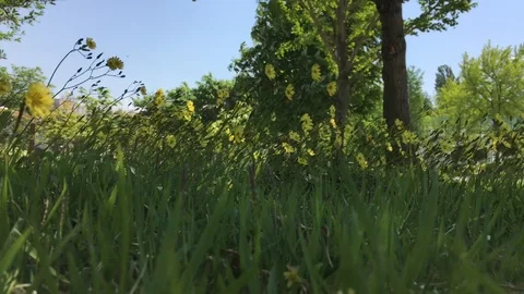 A strong wind blows and the flowers dance wildly in the park. Stock Footage 90029752