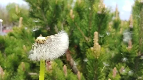 Strong Wind Blows Away The Fuzzy Dandelion Seeds Off The Green Stem. Slow Motion Stock Footage 155281856