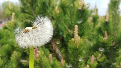 Strong Wind Blows Away The Fuzzy Dandelion Seeds Off The Green Stem. Slow Motion Stock Footage 155281858