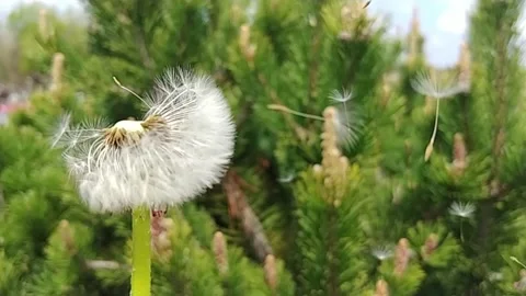 Strong Wind Blows Away The Fuzzy Dandelion Seeds Off The Green Stem. Slow Motion Stock-Footage 155281859