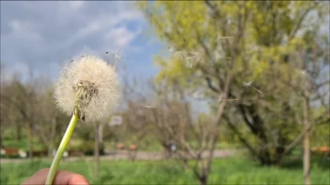 Strong Wind Blows Away The Fuzzy Dandelion Seeds Off The Green Stem. Slow Motion Stock-Footage 155281862