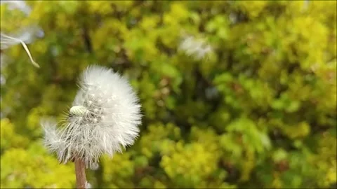 Strong Wind Blows Away The Fuzzy Dandelion Seeds Off The Green Stem. Slow Motion Stock Footage 155281872