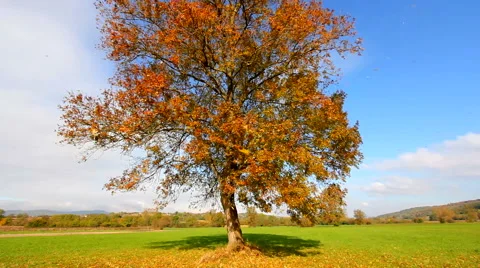 Strong wind blows dry leaves from tree toward camera in autumn Stock Footage 56467015