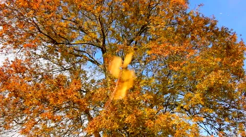 Strong wind blows dry leaves from tree toward camera in autumn 動画素材 56467435