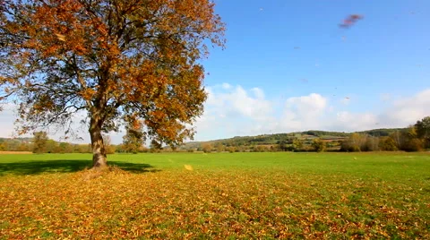 Strong wind blows dry leaves from tree in autumn Stock Footage 56471933