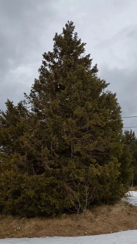 Strong Wind Blows the Evergreen Tree Short Video Video stock 270252619