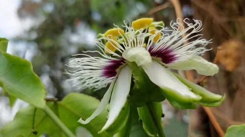 Strong wind blows flowers Stockbeeldmateriaal 267082368